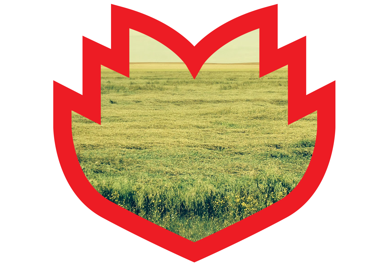 rice field